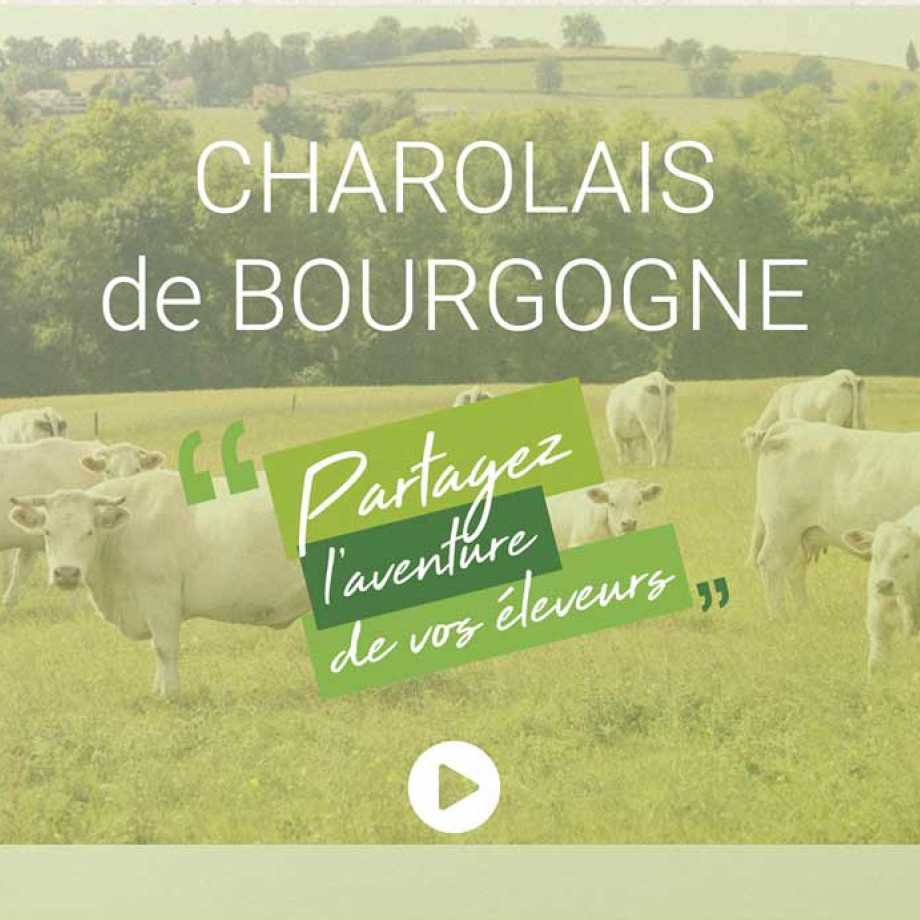 Présentation de l'IGP Charolais de Bourgogne